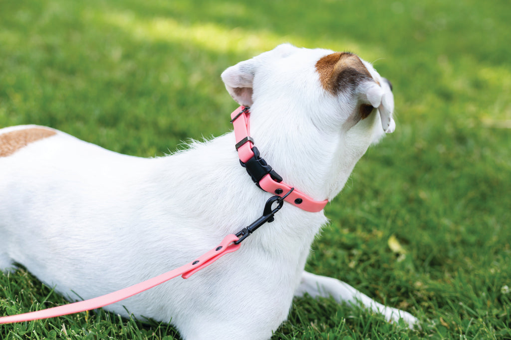 Waterproof Dog Collar – Coral Reef Super Soft PVC