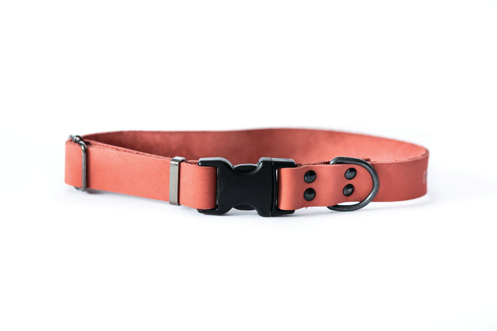 Sport Style Leather Dog Collar – Coral Reef
