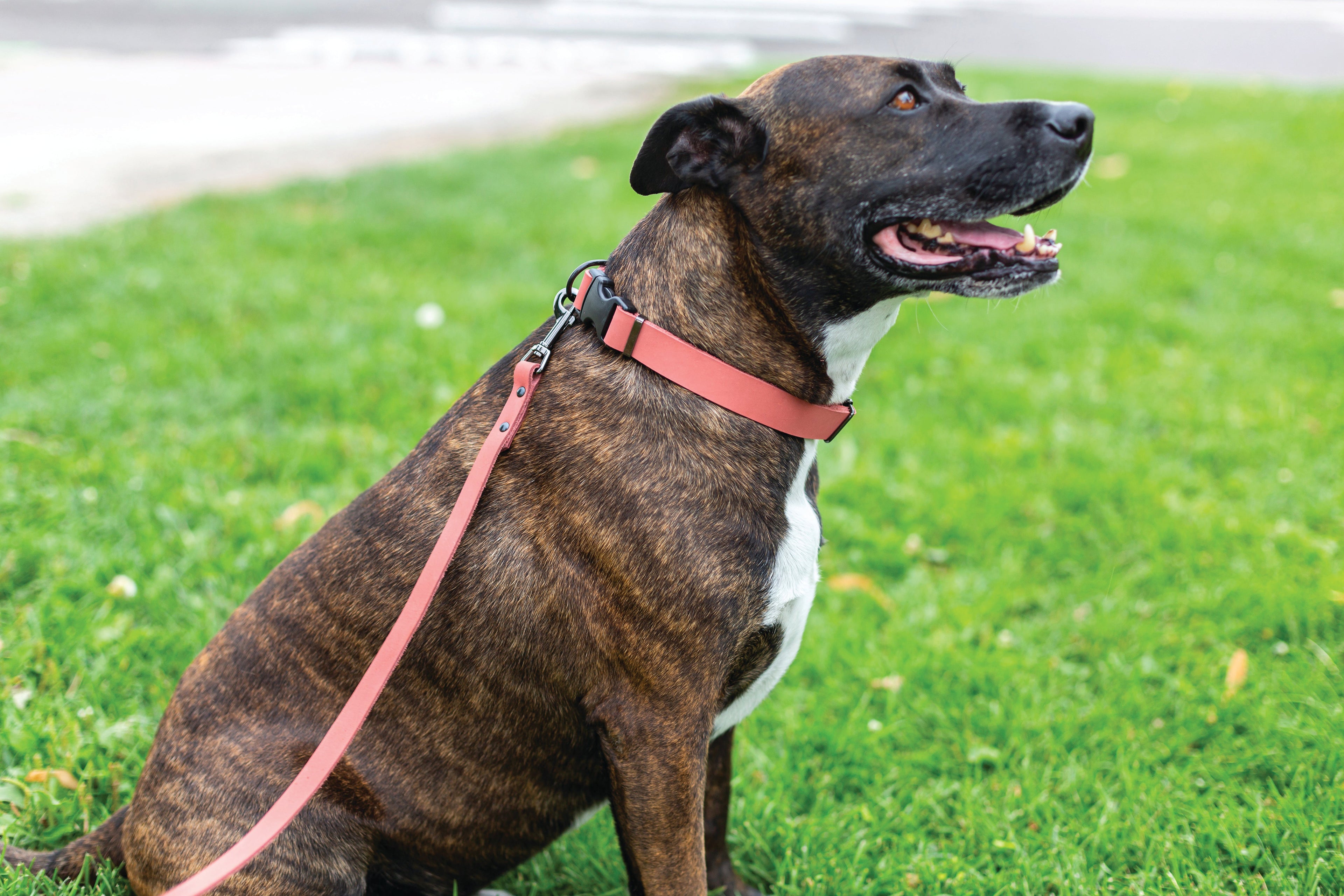 Sport Style Leather Dog Collar – Coral Reef