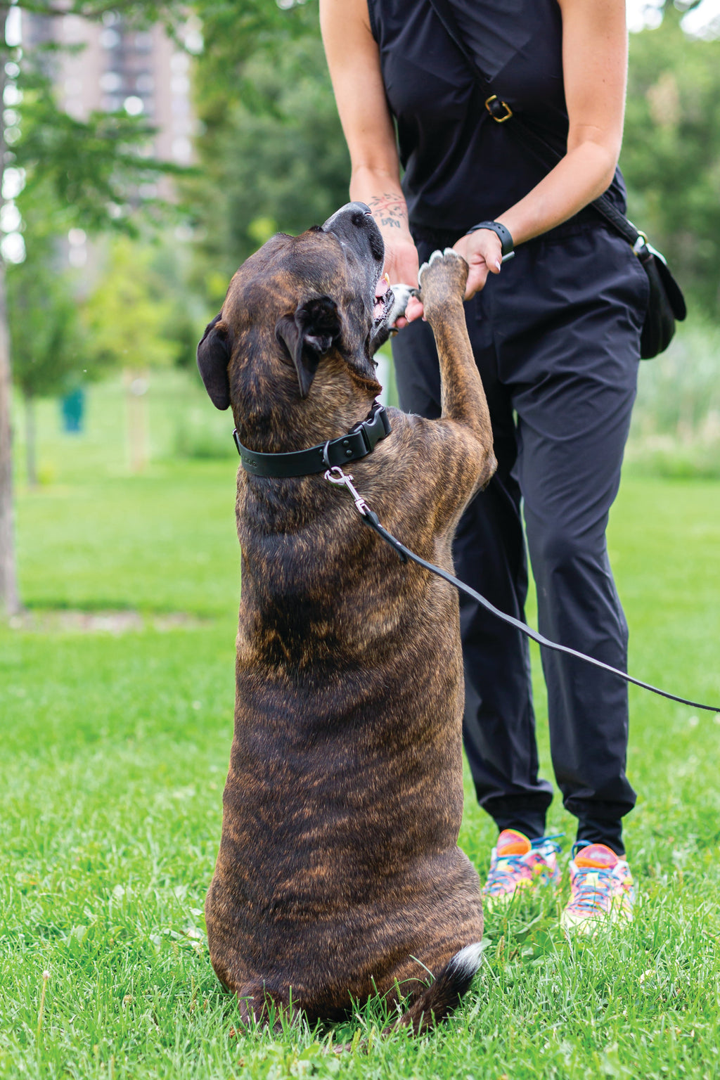Sport Style Leather Dog Collar – Midnight Black
