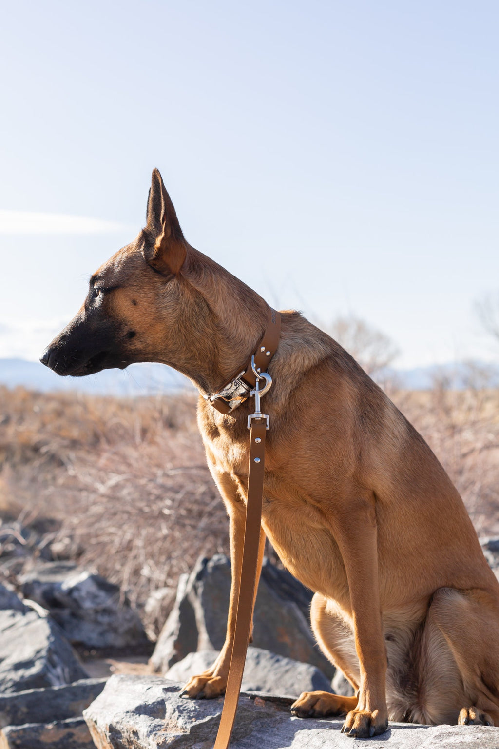 Modern Leather Dog Leash – Earth Brown
